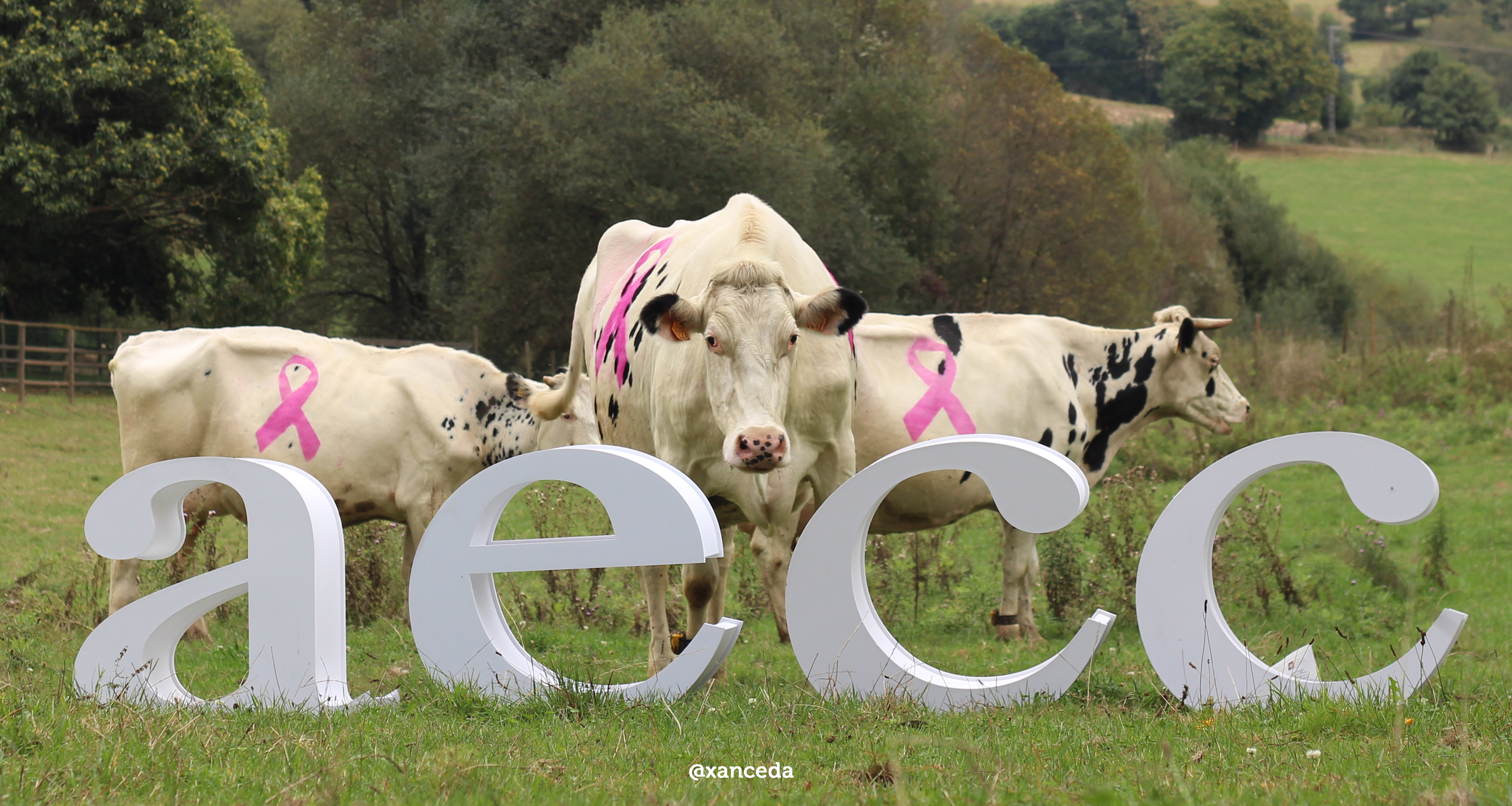Vacas Contra el  Cáncer de Mama